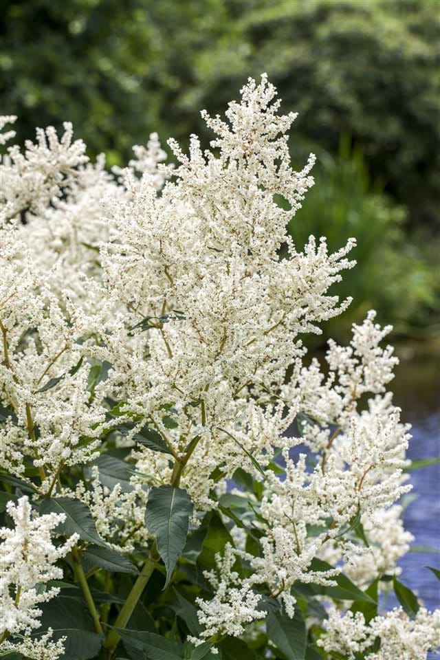 Aruncus Dioicus Waldgeißbart Ca. 9x9 cm Topf
