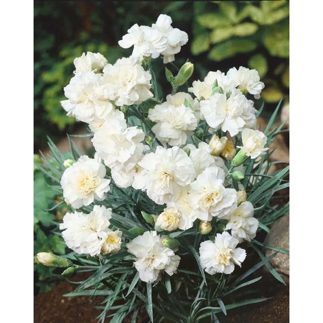 Dianthus Plumarius Albus Plenus Pfingstnelke Ca. 9x9 cm Topf