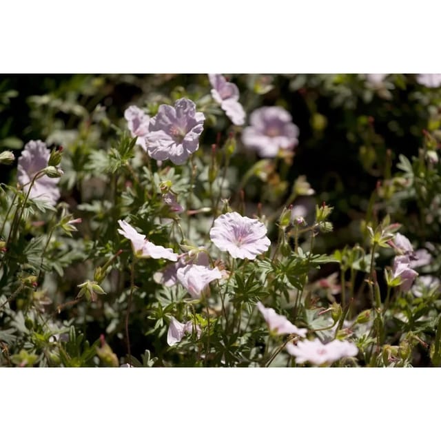 Geranium Sanguineum Var.striatum Blutstorchschnabel Ca. 9x9 cm Topf