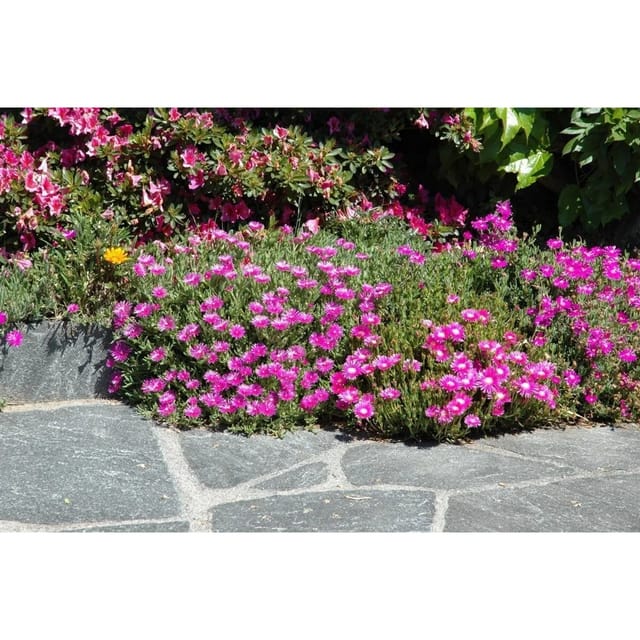 Delosperma Cooperi Mittagsblume Rosa Ca. 9x9 cm Topf