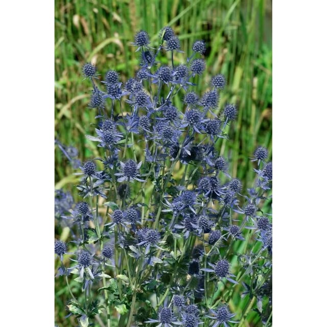 Eryngium Planum Blue Hobbit Flachblatt Mannstreu Ca. 9x9 cm Topf