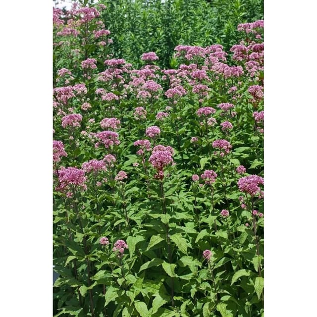 Eupatorium Fistulosum Purple Bush Purpurdost Ca. 11x11 cm Topf