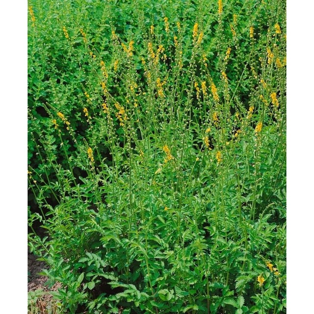 Agrimonia Eupatoria Odermennig Ca. 9x9 cm Topf