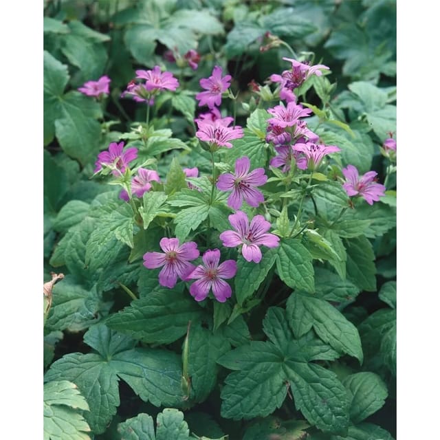 Geranium Nodosum Knotiger Storchschnabel Ca. 9x9 cm Topf