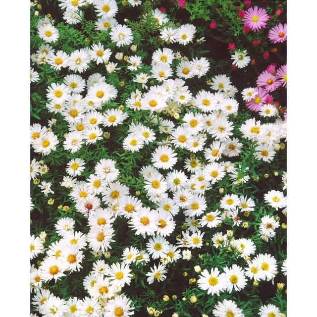 Aster Dumosus Apollo Kissenaster Ca. 9x9 cm Topf