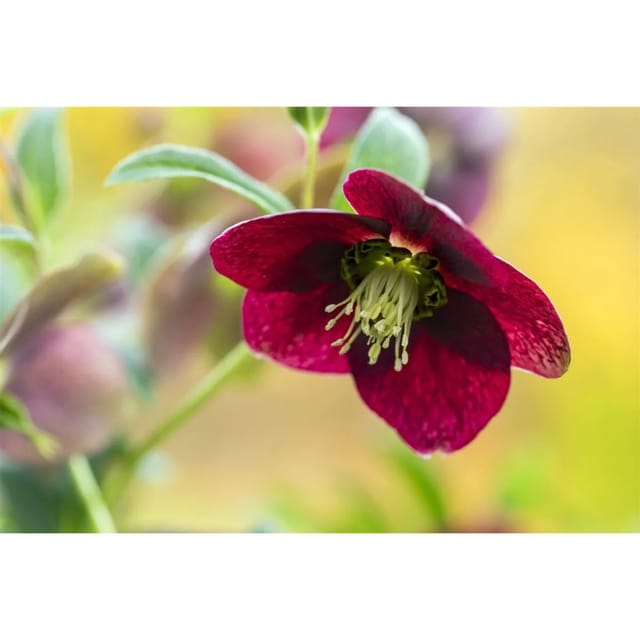 Helleborus X Orientalis Rot Lenzrose Ca. 9x9 cm Topf