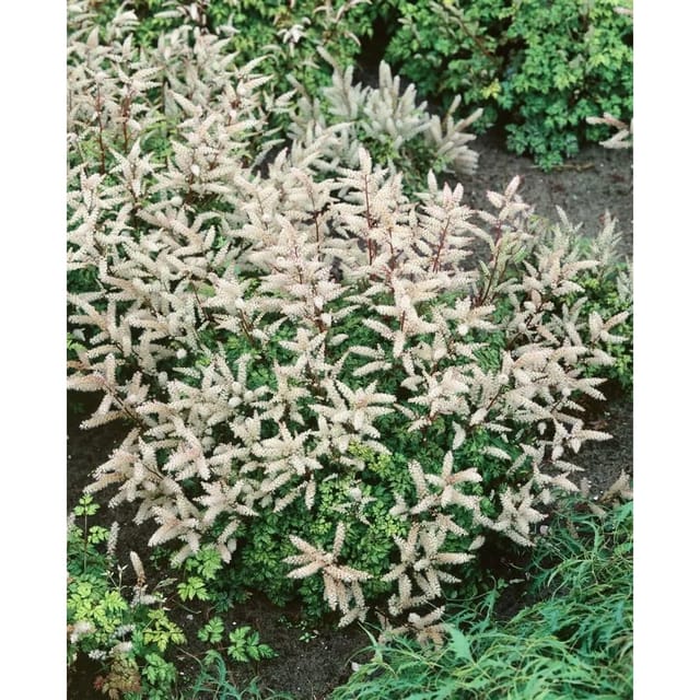 Aruncus Aethusifolius Johannifest Zwerg Geißbart Ca. 11x11 cm Topf
