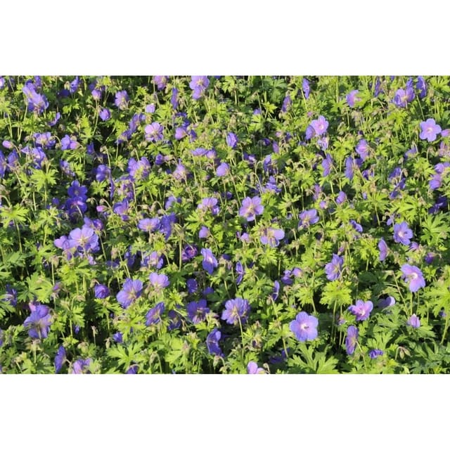 Geranium Himalayense Gravetye Himalaya Storchschnabel Ca. 9x9 cm Topf