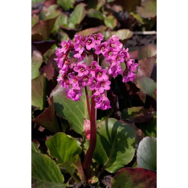 Bergenia Cordifolia Oeschberg Herzblatt Bergenie Ca. 11x11 cm Topf
