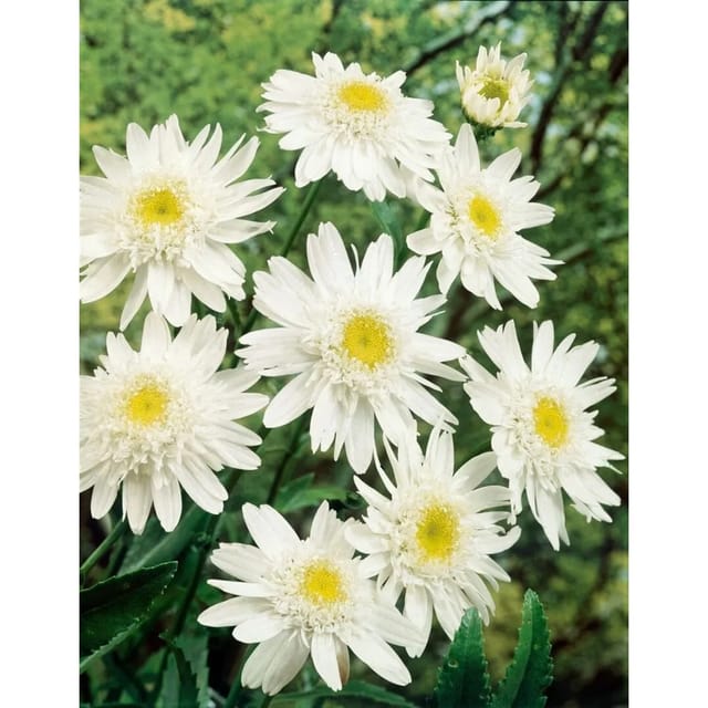 Leucanthemum X Superbum Stina Ca. 9x9 cm Topf