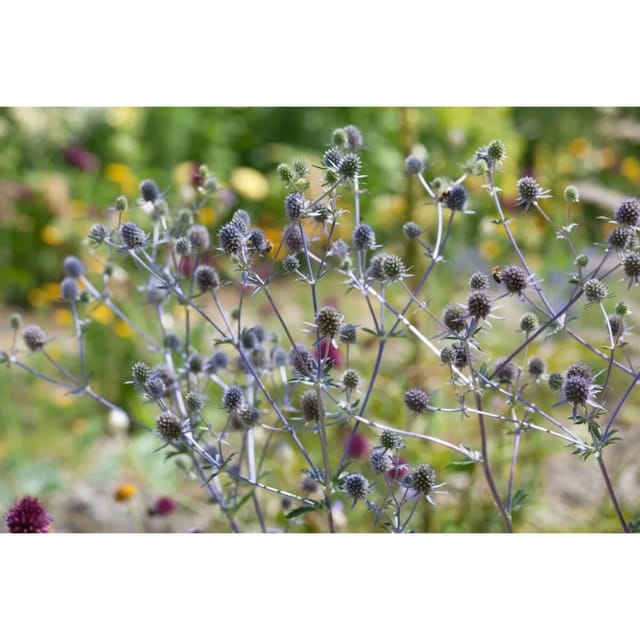 Eryngium Planum Blaukappe Flachblatt Mannstreu Ca. 9x9 cm Topf