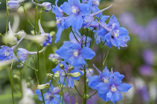 Delphinium X Belladonna Cliveden Beauty Rittersporn Ca. 11x11 cm Topf