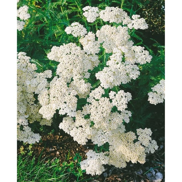 Achillea Millefolium Schneetaler Schafgarbe Ca. 9x9 cm Topf