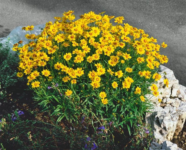Coreopsis Grandiflora Christchurch Großblumiges Mädchenauge Ca. 9x9 cm Topf