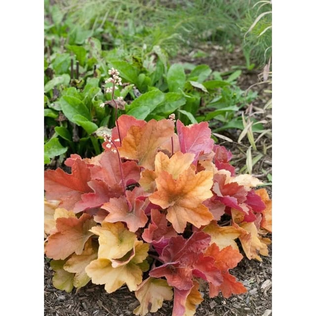 Heuchera Micrantha Peach Flambé Purpurglöckchen Ca. 11x11 cm Topf