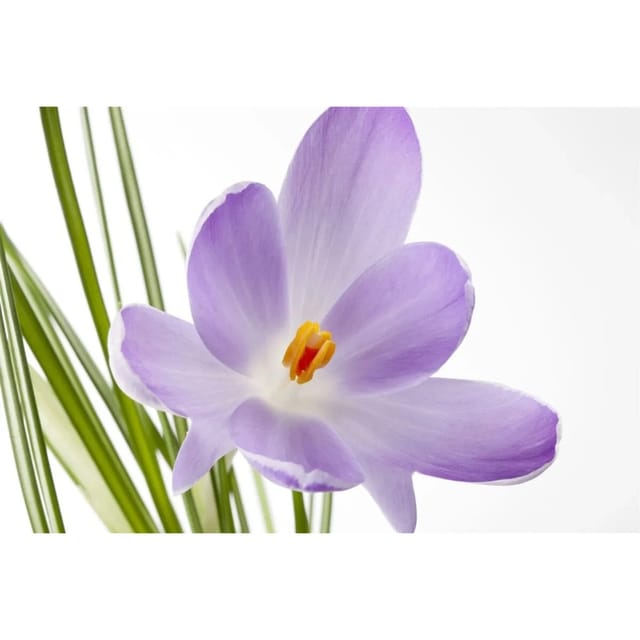 Crocus Sativus Safrankrokus Ca. 9x9 cm Topf