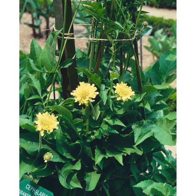 Cephalaria Gigantea Riesen Schuppenkopf Ca. 11x11 cm Topf
