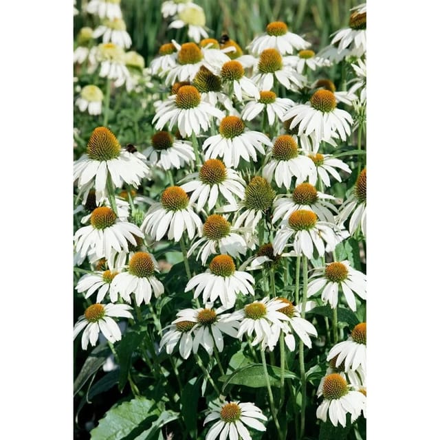 Echinacea Purpurea Avalanche R Roter Sonnenhut Ca. 11x11 cm Topf