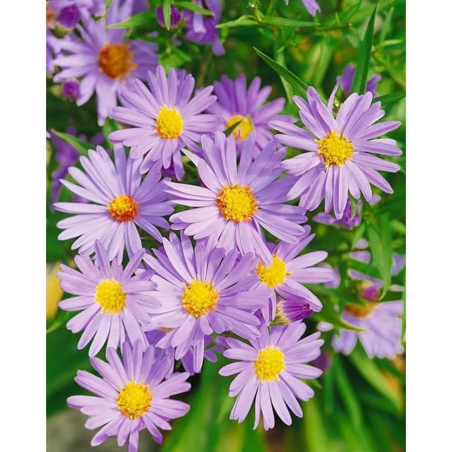 Aster Dumosus Mittelmeer Kissenaster Ca. 9x9 cm Topf