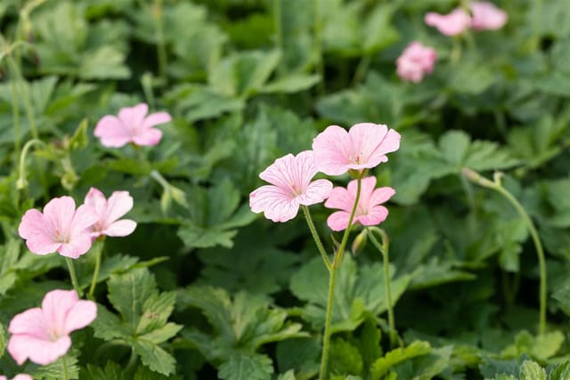 Geranium X Oxonianum Wargrave Pink Storchschnabel Ca. 9x9 cm Topf