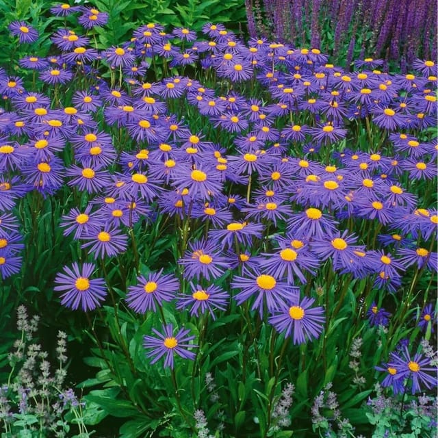 Aster Tongolensis Napsbury Sommeraster Ca. 9x9 cm Topf