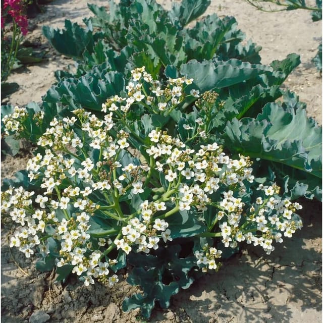 Crambe Maritima Meerkohl Ca. 11x11 cm Topf