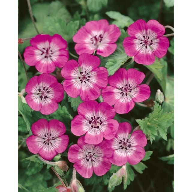 Geranium Wallichianum Sweet Heidy Storchschnabel Ca. 11x11 cm Topf