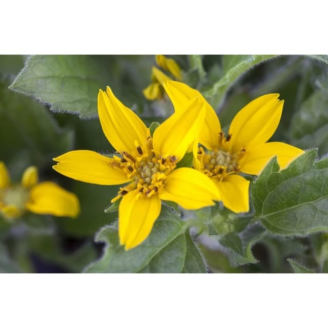 Chrysogonum Virginianum Goldstern Ca. 9x9 cm Topf