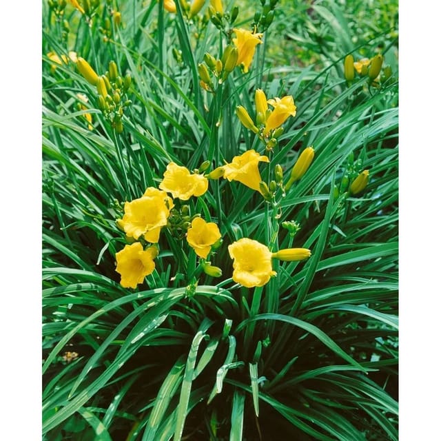 Hemerocallis X Cult. Mini Stella Taglilie Ca. 11x11 cm Topf