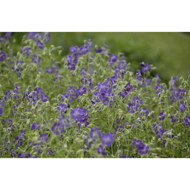 Geranium Phaeum Lily Lovell Brauner Storchschnabel Ca. 9x9 cm Topf