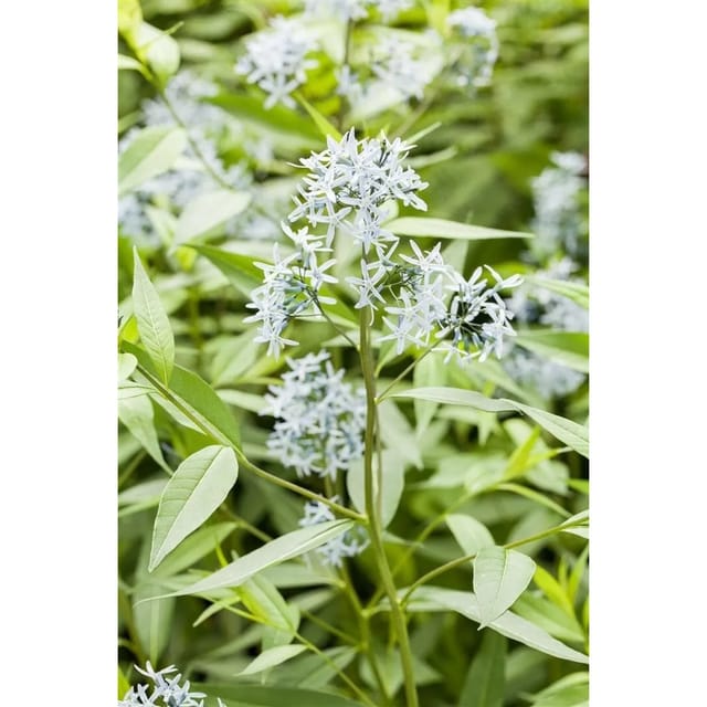 Amsonia Tabernaemontana Blausternbusch Ca. 9x9 cm Topf