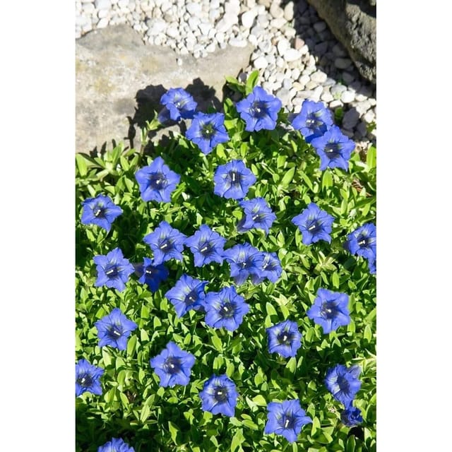 Gentiana Dahurica Ca. 9x9 cm Topf