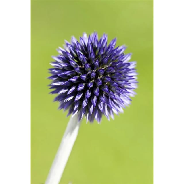 Echinops Ritro Veitchs Blue Kugeldistel Ca. 9x9 cm Topf