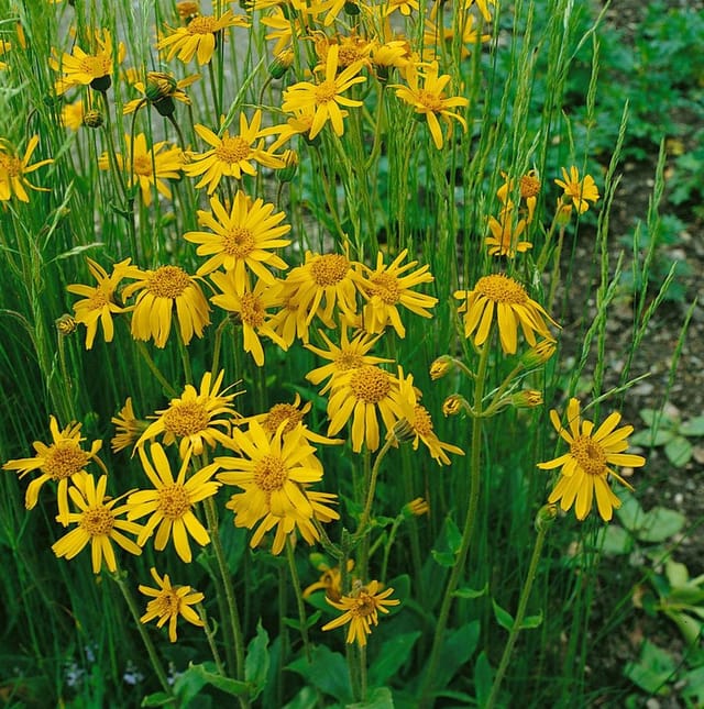 Arnica Chamissonis Amerikanische Arnika Ca. 9x9 cm Topf