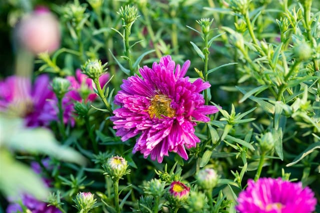 Aster Dumosus Jenny Kissenaster Ca. 9x9 cm Topf
