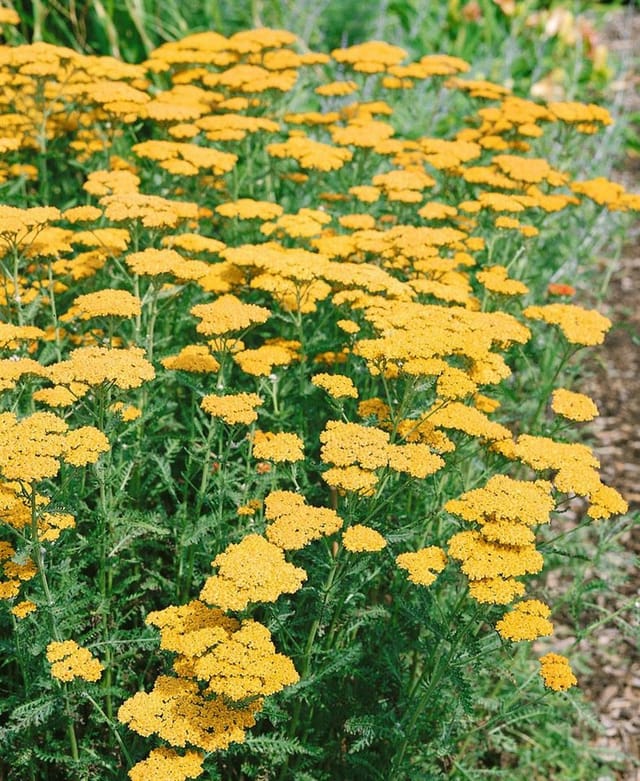Achillea Filipendulina Goldgarbe Ca. 9x9 cm Topf
