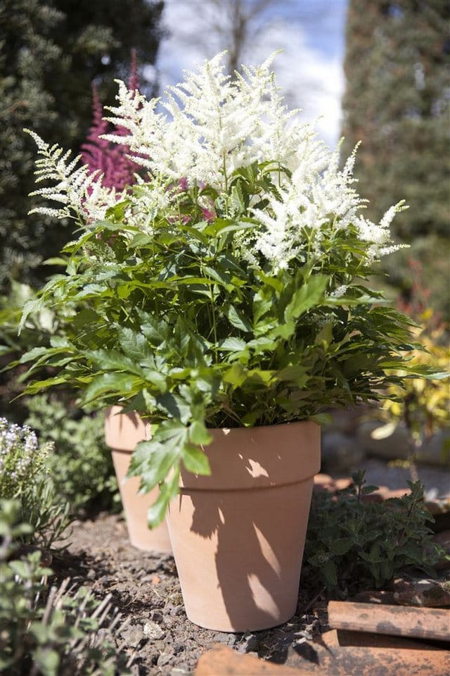 Astilbe X Arendsii Brautschleier Prachtspiere Ca. 9x9 cm Topf