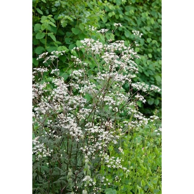 Anthriscus Sylvestris Ravenswing Wiesenkerbel Ca. 11x11 cm Topf
