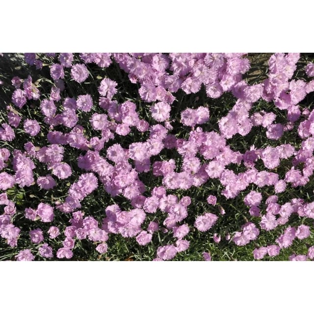 Dianthus Gratianop Pink Jewel Pfingstnelke Ca. 9x9 cm Topf
