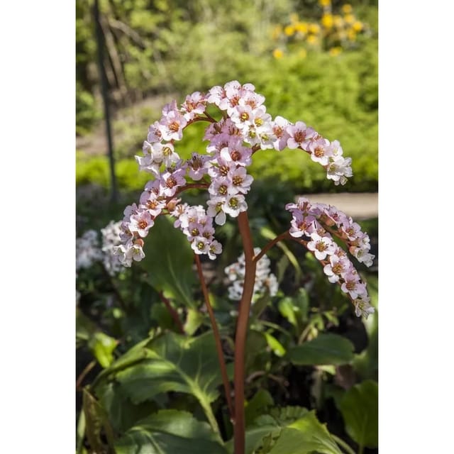 Bergenia Cordifolia Herzblatt Bergenie Ca. 11x11 cm Topf