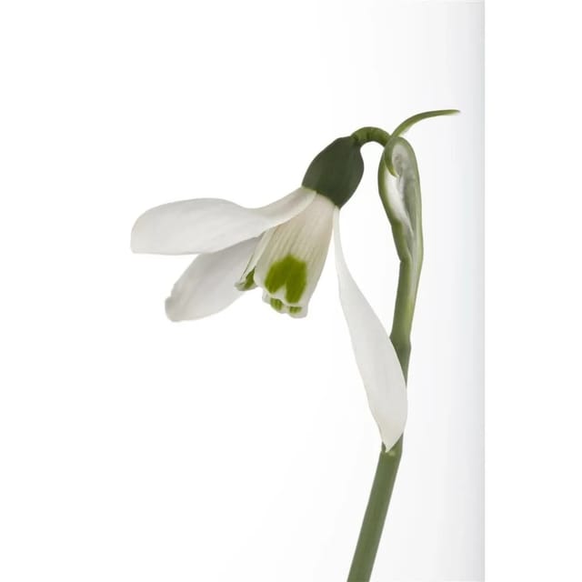 Galanthus Nivalis Schneeglöckchen Ca. 9x9 cm Topf