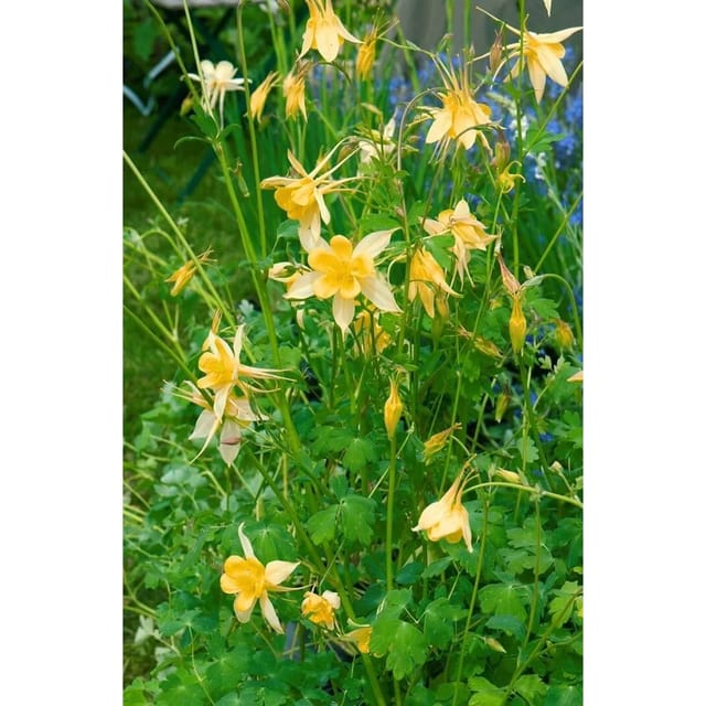 Aquilegia Chrysantha Yellow Queen Goldakelei Ca. 9x9 cm Topf