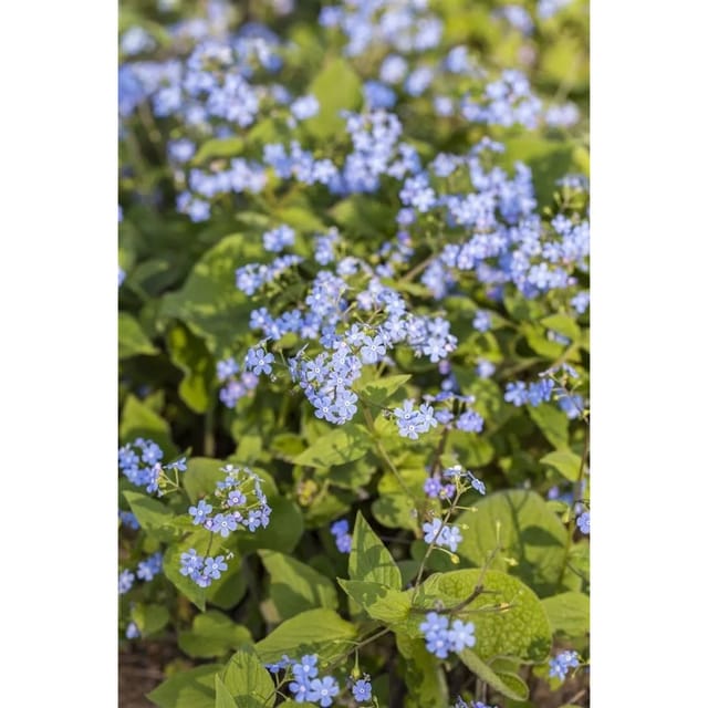 Brunnera Macrophylla Kaukasusvergissmeinnicht Ca. 9x9 cm Topf