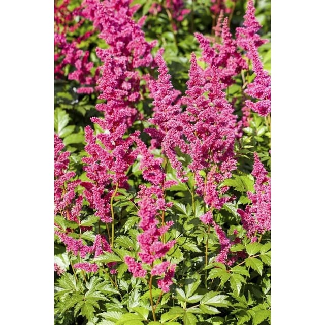Astilbe Japonica Mainz Prachtspiere Ca. 9x9 cm Topf