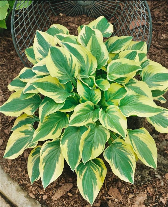 Hosta Sieboldiana Wide Brim Funkie Ca. 11x11 cm Topf