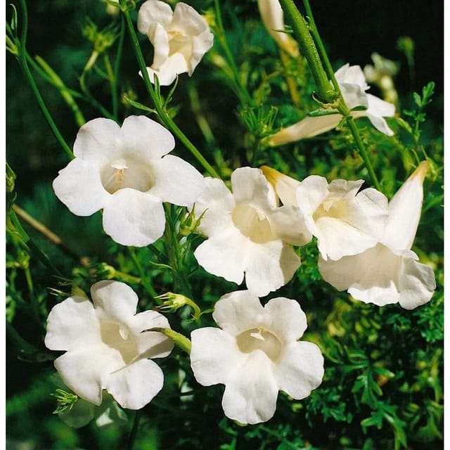 Incarvillea Delavayi Alba Garten Gloxinie Ca. 11x11 cm Topf