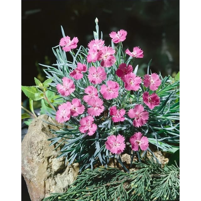 Dianthus Gratianop. Eydangeri Pfingstnelke Ca. 9x9 cm Topf