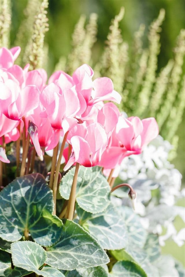 Cyclamen Hederifolium Rosenteppich Efeublättriges Alpenveilchen Ca. 9x9 cm Topf