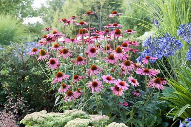 Echinacea Purpurea Rubinstern Roter Sonnenhut Ca. 9x9 cm Topf