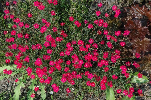 Dianthus Gratianopolitanus Rubin Heidenelke Ca. 9x9 cm Topf